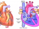 Heart Blood Oxygen